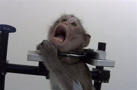 The video then panned to a third man pinning a second smaller <b>monkey</b> to the ground and stepping on its tail as well. . Baby monkey torture vide